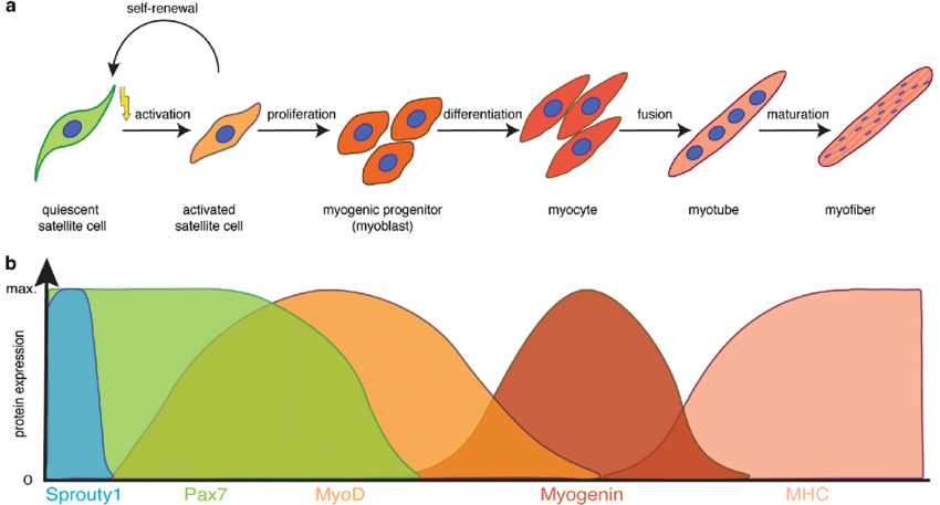 Myogenic Progenitor Stem Cells

- Muscle Regeneration: In idiopathic inflammatory myopathies (IIMs) like Dermatomyositis (DM) and Polymyositis (PM), myogenic progenitor stem cells can regenerate damaged muscle tissues.

- Enhanced Muscle Function: Research and Clinical Trials indicate improved muscle strength and reduced inflammation in treated patients.