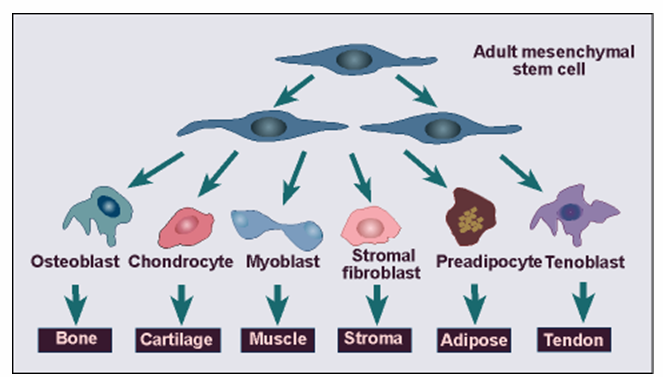 Mesenchymal Stem Cells (MSCs): MSCs can differentiate into cartilage and bone cells, aiding in the repair of joint tissues. Their anti-inflammatory properties help reduce joint inflammation and pain.