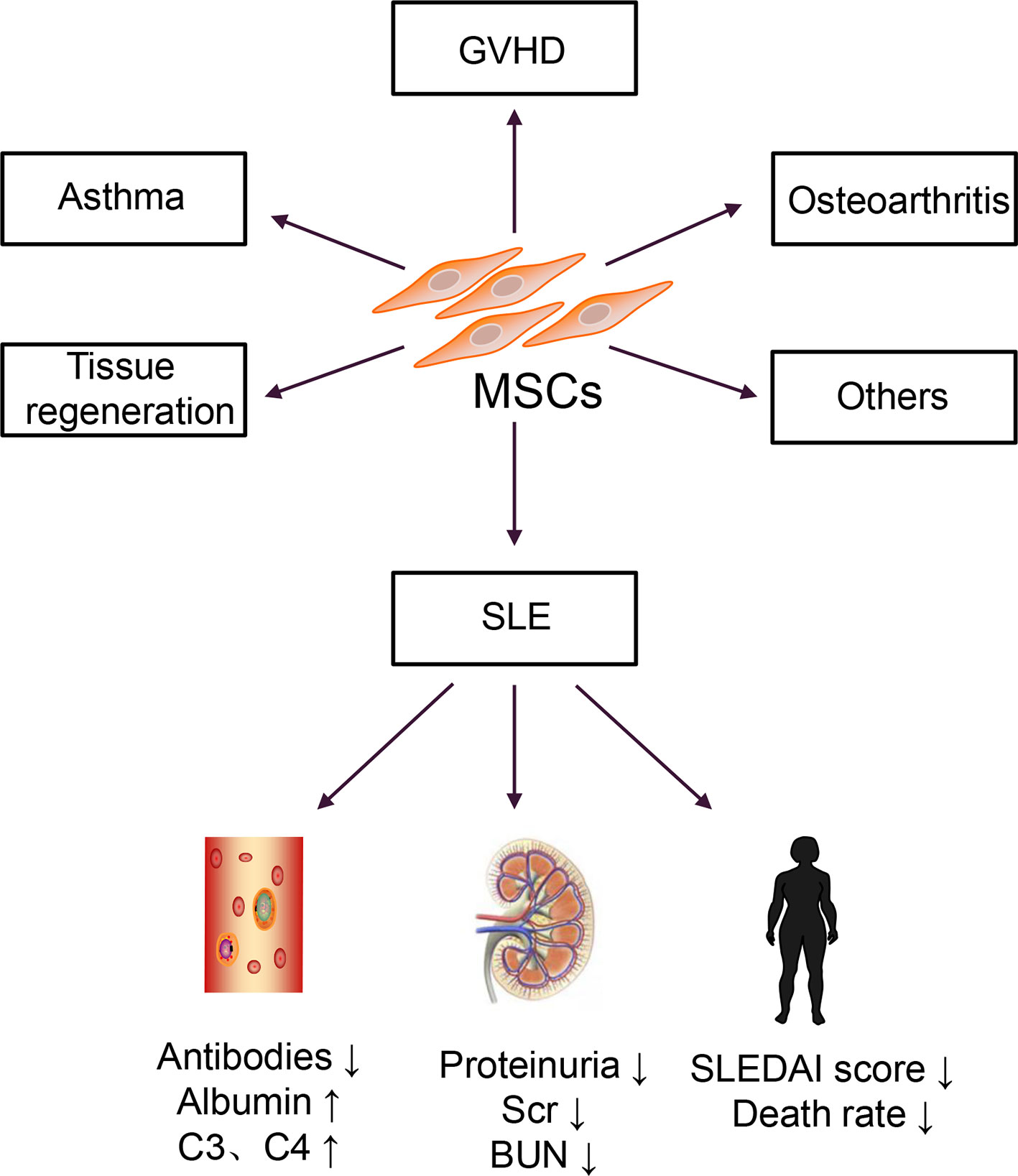  Hematopoietic Stem Cells (HSCs): HSC transplantation aims to reset the immune system, reducing autoimmunity of Systemic Lupus Erythematous (SLE) patients.
- MSC Therapy: MSCs can also modulate the immune response and reduce inflammation. Early trials have shown improvement in SLE symptoms with MSC therapy.