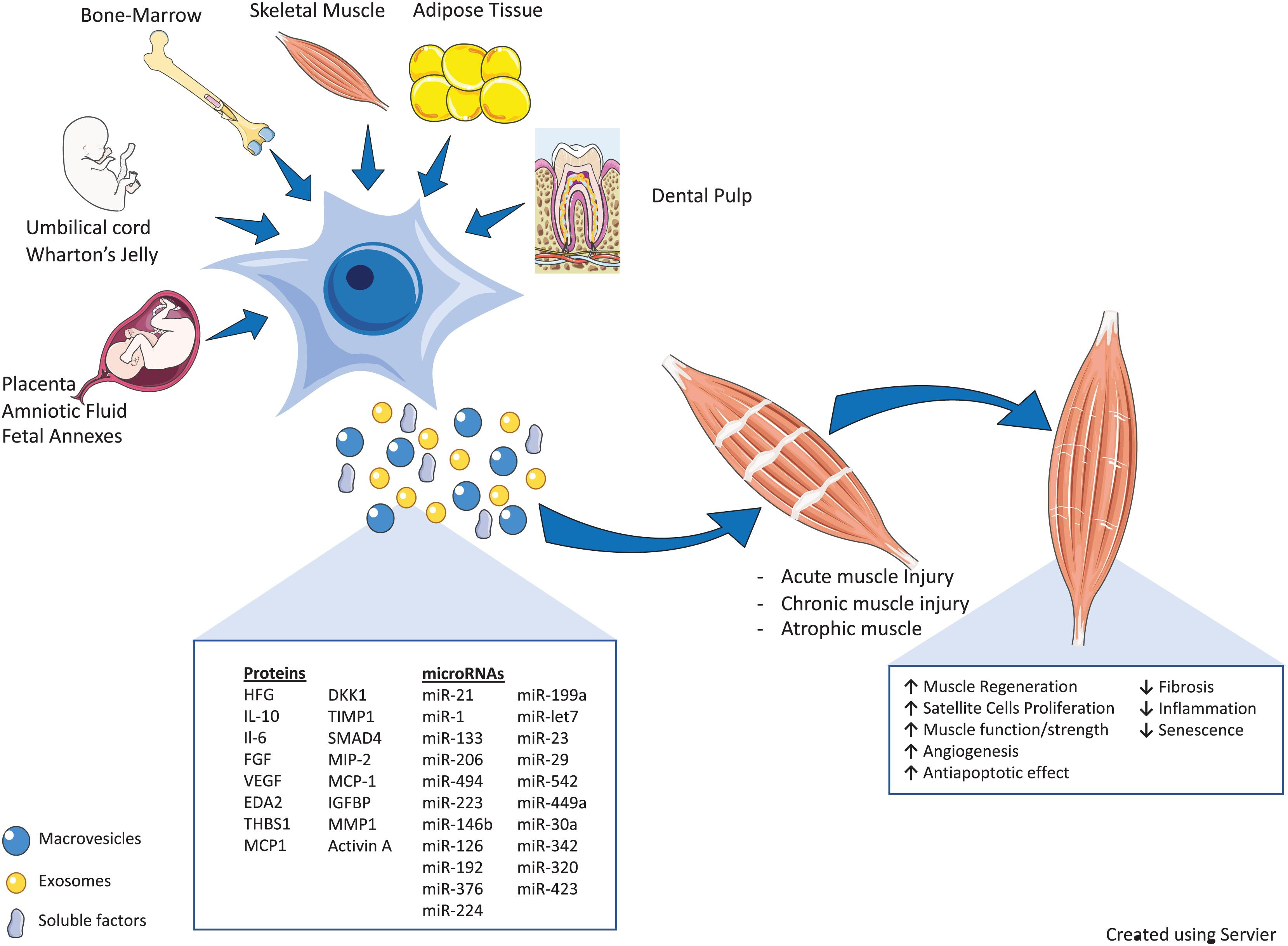 SCs and Neural Progenitor Stem Cells: These cells have potential in modulating the nervous system and reducing chronic pain. MSCs' anti-inflammatory properties can also play a role in managing Fibromyalgia (FM) symptoms.