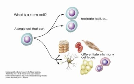 The exploration into Cellular Therapy and Stem Cells for Autoimmune and Connective Tissue Diseases with organ-specific progenitor stem cells for autoimmune and connective tissue diseases such as Rheumatoid Arthritis (RA), Scleroderma (Systemic Sclerosis), Systemic Lupus Erythematous (SLE), Fibromyalgia (FM), Chronic Fatigue Syndrome (CFS), Multiple Sclerosis (MS)/Encephalomyelitis Disseminata, Ankylosing Spondylitis (AS), Antiphospholipid Syndrome (APS),  Dermatomyositis (DM), Inclusion Body Myositis (IBM), Mixed Connective Tissue Disease (MCTD), Sjögren’s syndrome, Dermatomyositis (DM), Polymyositis (PM) aims to develop innovative treatment strategies that address the underlying causes of these conditions, improve tissue regeneration, and modulate the immune system to prevent further damage. This approach has the potential to significantly improve patient outcomes by targeting disease mechanisms at a cellular level.