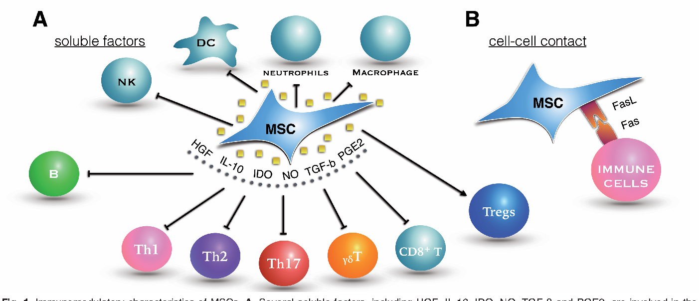 Regeneration of Damaged Tissues: Progenitor stem cells can differentiate into specific cell types to replace damaged tissues. For instance, cartilage progenitor stem cells can regenerate joint cartilage in rheumatoid arthritis (RA), and myogenic progenitor stem cells can repair muscle tissue in idiopathic inflammatory myopathies (IIMs) such as Dermatomyositis (DM), Polymyositis (PM).