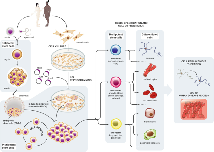 - Mesenchymal Stem Cells (MSCs): These multipotent cells can differentiate into osteoblasts (bone cells), chondrocytes (cartilage cells), and adipocytes (fat cells). In rheumatoid arthritis (RA), MSCs can regenerate joint cartilage, reducing pain and improving mobility.

- Myogenic Progenitor Stem Cells: These cells can differentiate into muscle fibers, repairing damaged muscle tissues in conditions like Dermatomyositis (DM), Polymyositis (PM).