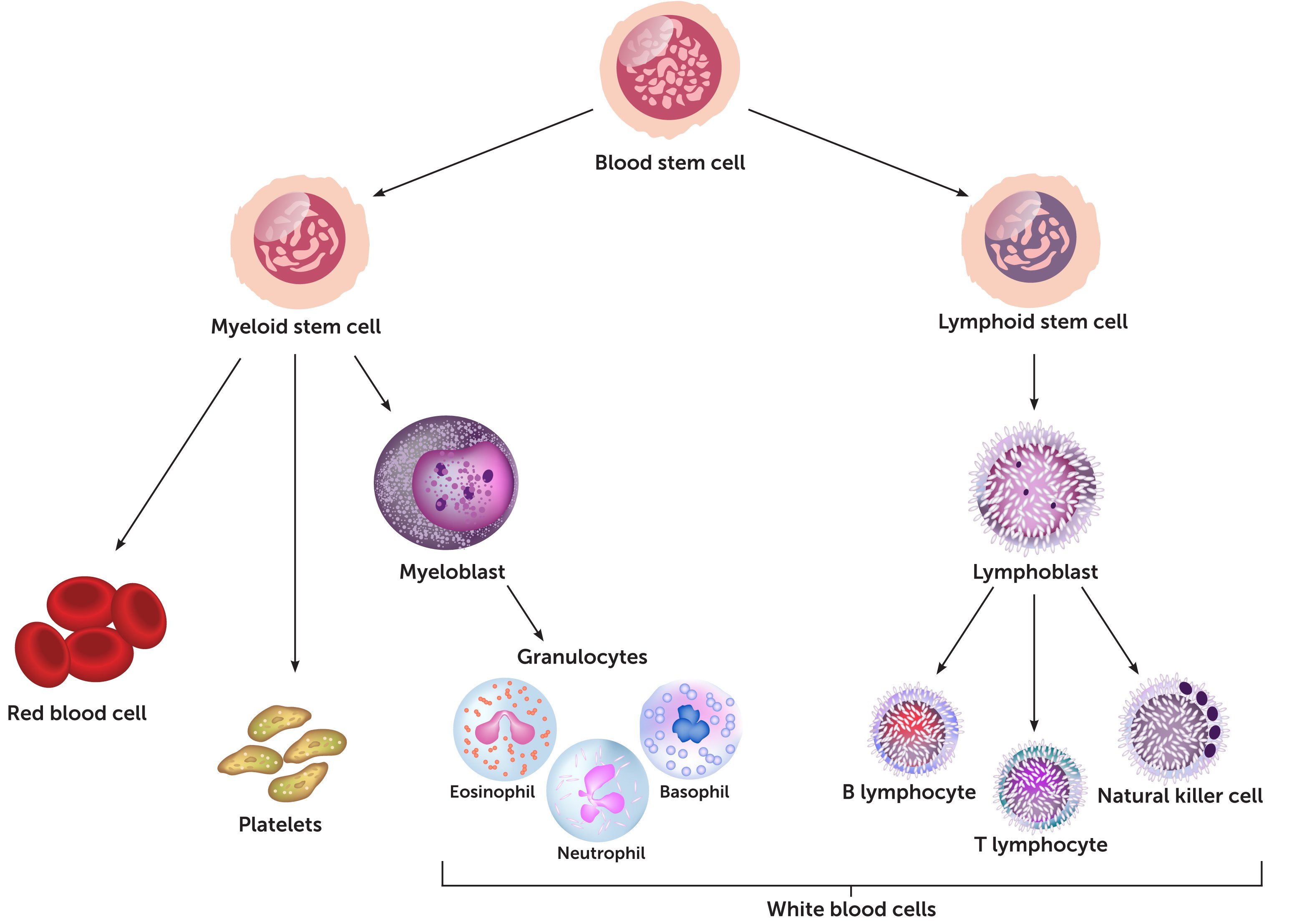 Key Immune Cells Involved in the Progression of Autoimmune-Related Diseases Pre-Cellular Therapy and Stem Cells for Autoimmune and Connective Tissue Diseases at  DrStemCellsThailand's Anti-Aging and Regenerative Medicine Center of Thailand