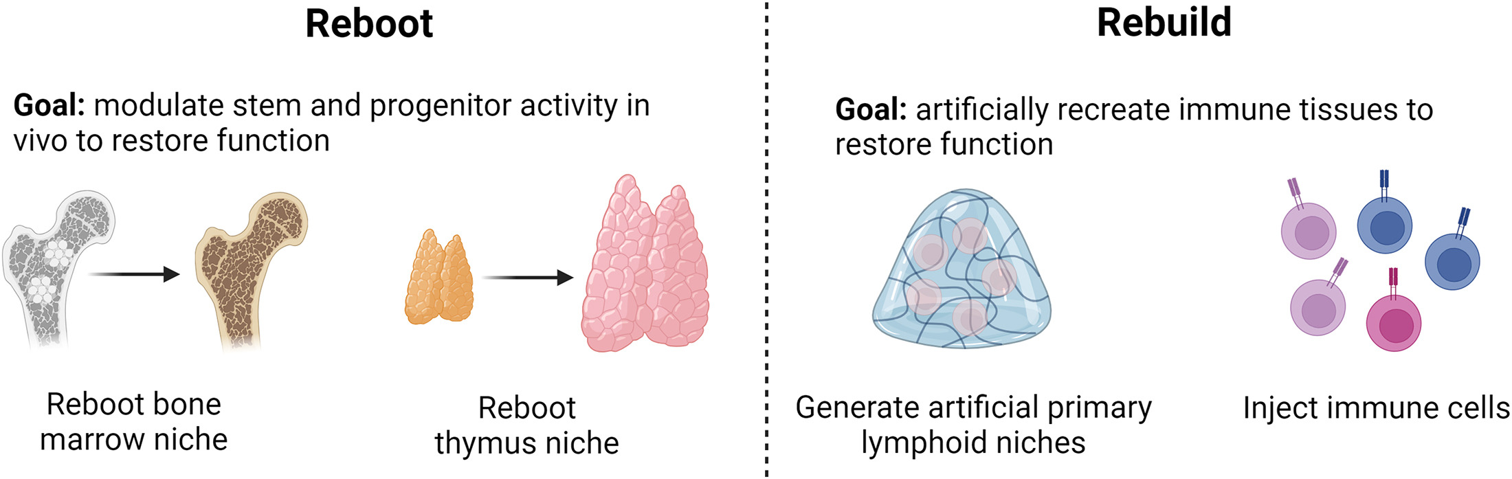 - Hematopoietic Stem Cells (HSCs): HSC transplantation can "reset" the immune system by eradicating autoreactive immune cells and allowing the regeneration of a new, tolerant immune repertoire. This approach has shown promise in severe cases of Systemic Lupus Erythematous (SLE) and Multiple Sclerosis (MS)/Encephalomyelitis Disseminata.

- MSCs: MSCs secrete various immunomodulatory cytokines, such as transforming growth factor-beta (TGF-β) and interleukin-10 (IL-10), which suppress inflammatory responses and promote immune tolerance.