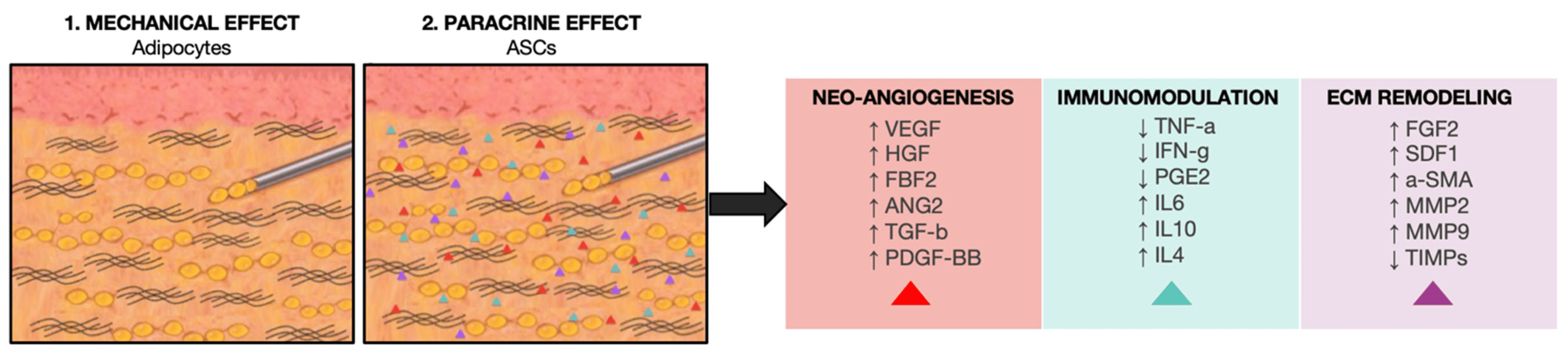 Scleroderma (Systemic Sclerosis):

- Research and Clinical Trials: Limited trials have shown that stem cell transplantation can improve skin elasticity and reduce fibrosis in patients with Scleroderma (Systemic Sclerosis).

- Mechanism: Dermal progenitor stem cells regenerate healthy skin tissue, while Mesenchymal Stem Cells (MSCs) modulate the immune response to reduce skin tightening.