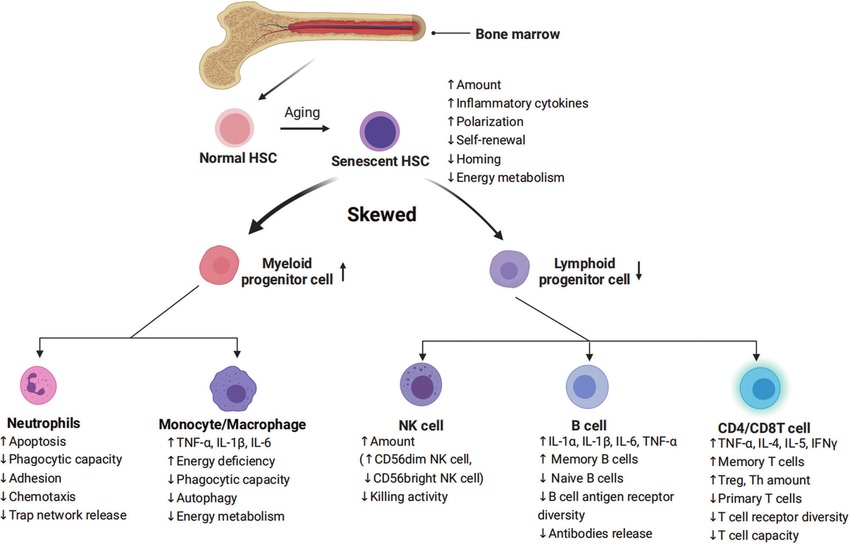 Scleroderma (Systemic Sclerosis):

- Research and Clinical Trials: Limited trials have shown that stem cell transplantation can improve skin elasticity and reduce fibrosis in patients with Scleroderma (Systemic Sclerosis).

- Mechanism: Dermal progenitor stem cells regenerate healthy skin tissue, while Mesenchymal Stem Cells (MSCs) modulate the immune response to reduce skin tightening.