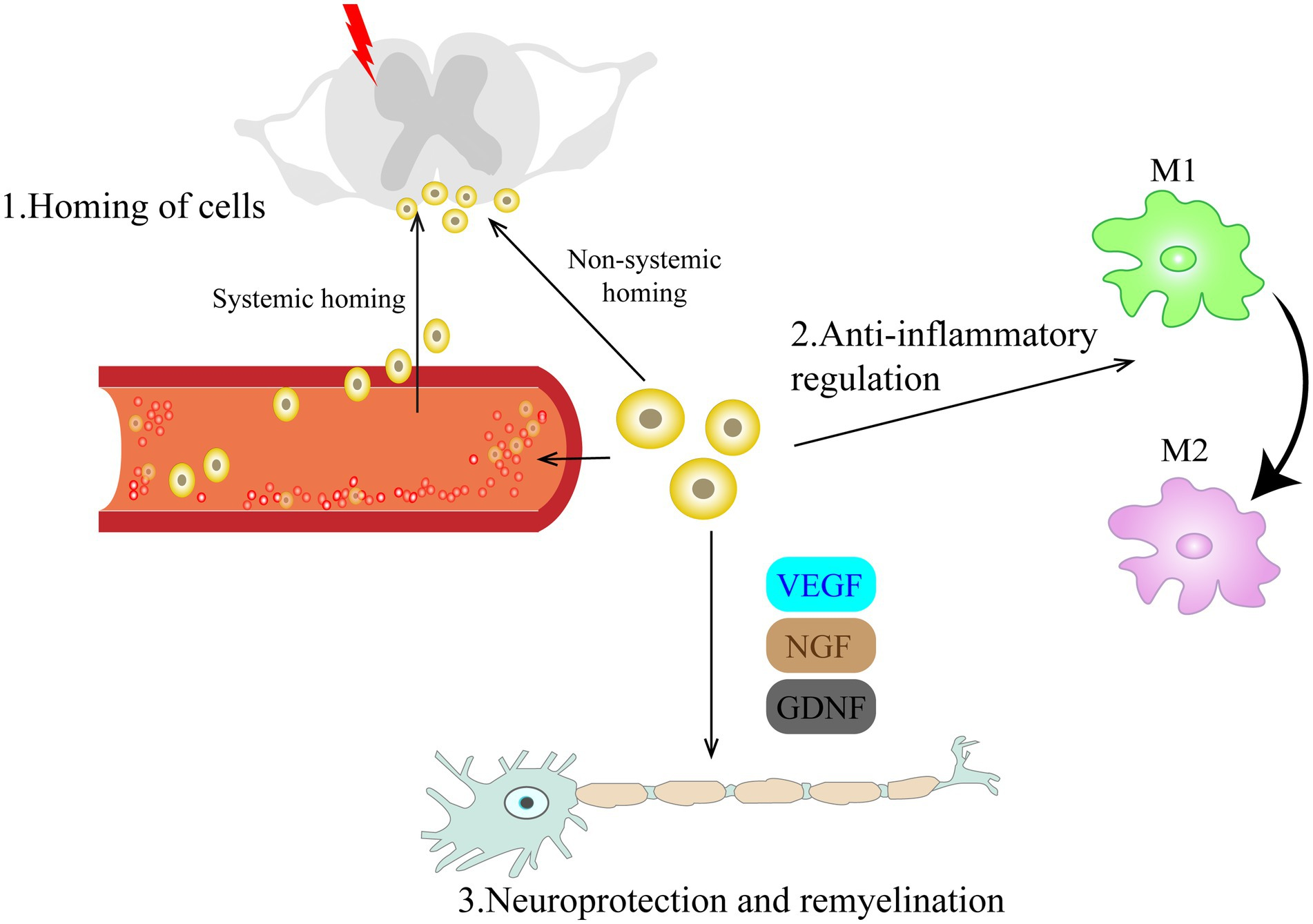 Systemic Lupus Erythematous (SLE):

- Research and Clinical Trials: HSC transplantation has led to long-term remission in Systemic Lupus Erythematous (SLE) patients, reducing disease activity and dependence on immunosuppressive drugs.

- Mechanism: HSCs reset the immune system, reducing the production of autoantibodies and inflammatory cytokines.