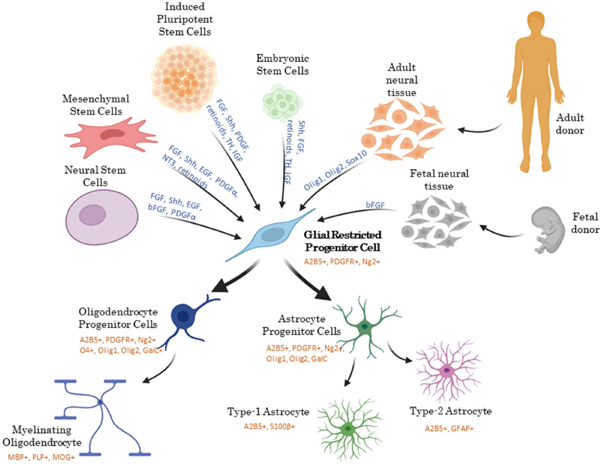 Chronic Fatigue Syndrome (CFS):

- Preclinical and Clinical Studies: Research and Clinical Trials indicates that MSCs and neural progenitor stem cells can improve energy levels and reduce fatigue of patients with Chronic Fatigue Syndrome (CFS).

- Mechanism: These cells repair neural damage and modulate the immune response, addressing neurological symptoms of CFS.