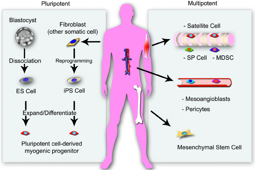 Multiple Sclerosis (MS)/Encephalomyelitis Disseminata:

- Research and Clinical Trials: MSC and neural progenitor cell therapies have shown reduced relapse rates and improved neurological function.

- Mechanism: These cells repair myelin and modulate the immune response to reduce neuroinflammation and support neural regeneration.