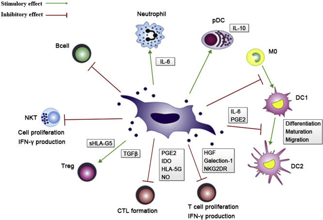 Key Immune Cells Involved in the Progression of Autoimmune and Connective Tissue Diseases and Their Immunomodulation through Cellular Therapy and Stem Cells for Autoimmune and Connective Tissue Diseases with Organ-Specific Progenitor Stem Cells