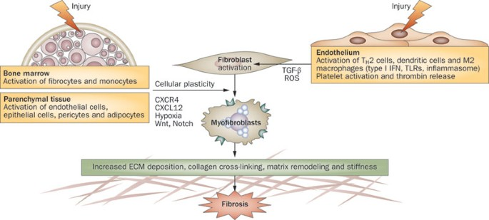 Skin and Fibrosis Reduction (Scleroderma): Dermal progenitor stem cells can differentiate into fibroblasts, helping to regenerate healthy skin and reduce fibrosis in scleroderma.