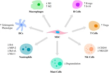  Mesenchymal Stem Cells (MSCs): MSCs modulate immune responses by secreting immunomodulatory cytokines such as transforming growth factor-beta (TGF-β) and interleukin-10 (IL-10). These cytokines suppress inflammatory T-cell responses and promote the development of regulatory T cells (Tregs), which help maintain immune tolerance