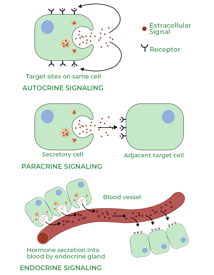 Tissue Repair and Angiogenesis: Progenitor stem cells secrete growth factors such as vascular endothelial growth factor (VEGF), basic fibroblast growth factor (bFGF), and hepatocyte growth factor (HGF). These factors promote tissue repair, angiogenesis (formation of new blood vessels), and the regeneration of damaged tissues.