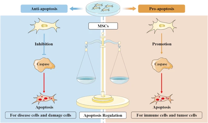  Anti-Apoptotic Effects: Paracrine factors from stem cells can reduce apoptosis (programmed cell death) in damaged tissues, preserving cell viability and promoting tissue regeneration