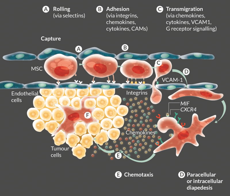 Engraftment and Integration: Once at the site of injury, progenitor stem cells can engraft into the damaged tissue, integrating with the host cells and contributing to tissue repair and regeneration