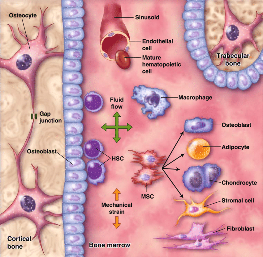 Bone marrow is a rich source of both hematopoietic stem cells (HSCs) and Mesenchymal Stem Cells (MSCs). It is considered one of the most traditional and well-established sources of progenitor stem cells.