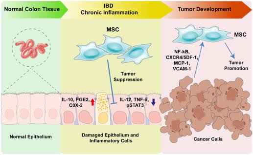 Unleashing the Potential of Esophagus, Stomach, Intestinal, and Colon Progenitor Stem Cells (ESIC-PCs) as part of our Cellular Therapy and Stem Cells for Digestive Tract Diseases to Revolutionize Gastrointestinal (GI) Regeneration and Disease Management