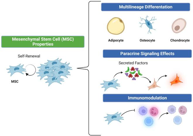 Cellular Therapy and Stem Cells for Digestive Tract Diseases, particularly utilizing Esophagus, Stomach, Intestinal, and Colon Progenitor Stem Cells (ESIC-PSCs), have emerged as a promising avenue for addressing the challenges associated with gastrointestinal (GI) diseases.