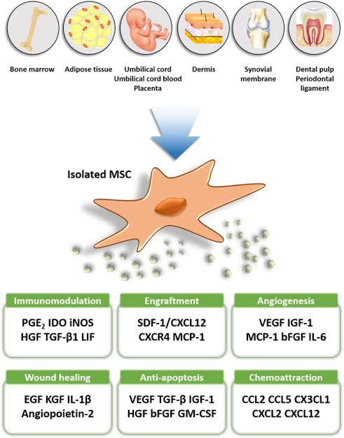 Potential therapeutic applications of Cellular Therapy and Stem Cells for Digestive Tract Diseases using Esophagus, Stomach, Intestinal, and Colon Progenitor Stem Cells (ESIC-PSCs)