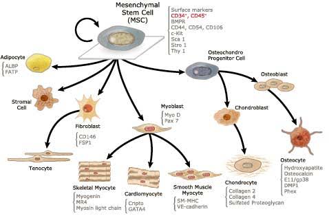 Cellular Therapy and Stem Cells actively contribute to tissue regeneration and repair, facilitating the restoration of GI structure and function.