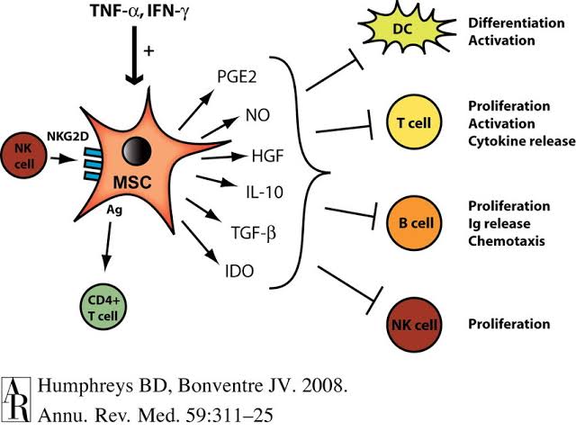 Cellular Therapy and Stem Cells for Digestive Tract Diseases contribute to the mitigation of immune-mediated GI damage and facilitate tissue repair processes, aiding in the resolution of GI diseases.