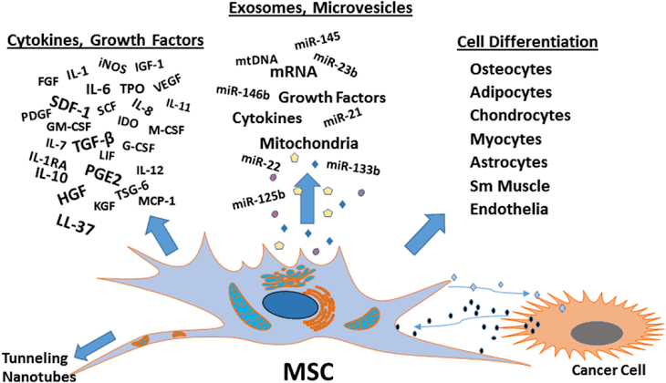 Exosome-Mediated Communication: Cellular Therapy and Stem Cells release extracellular vesicles, such as exosomes, containing bioactive molecules such as microRNAs, proteins, and lipids. 