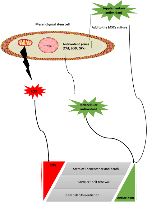 Antioxidant and Anti-Inflammatory Effects: ESIC-PSCs exhibit antioxidant properties, scavenging reactive oxygen species (ROS) and reducing oxidative stress within the GI tract.