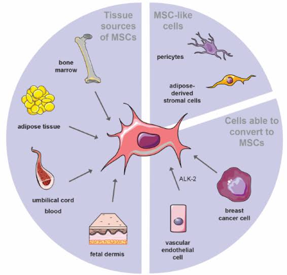 The major sources of Esophagus, Stomach, Intestinal, and Colon Progenitor Stem Cells as part of our Cellular Therapy and Stem Cells for Digestive Tract Diseases