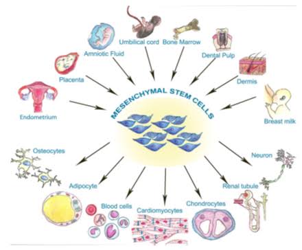 Unlocking Gastrointestinal Regeneration: Exploring Progenitor Stem Cell Sources for our Innovative Therapies of Cellular Therapy and Stem Cells for Digestive Tract Diseases