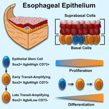 Esophagus:

Squamous Epithelial Progenitor Stem Cells (SE-PSCs)

Goblet Progenitor Stem Cells (G-PSCs; secrete mucus )