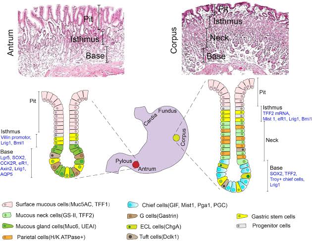 Stomach:

Mucous Progenitor Stem Cells (M-PSCs; secrete mucus)

Neck Progenitor Stem Cells (N-PSCs; secrete acidic mucin))

Parietal Progenitor Stem Cells (P-PSCs; secrete hydrochloric acid and intrinsic factor)

Chief Progenitor Stem Cells (C-PSCs; secrete pepsinogen)

Enteroendocrine Progenitor Stem Cells (EE-PSCs, secrete hormones such as gastrin)

Stem cells (for tissue regeneration) - Stem Progenitor Stem Cells (S-PSCs; for tissue regeneration)