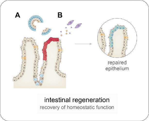 Cellular Therapy and Stem Cells for Digestive Tract Diseases' delivery methods been optimized for targeted treatment of gastrointestinal disorders at our center of Anti-Aging and Regenerative Medicine Center of Thailand