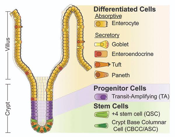 Small Intestine:

Enterocytes (absorption of nutrients) - Enterocyte Progenitor Stem Cells (E-PSCs; absorption of nutrients)

Goblet Progenitor Stem Cells (G-PSCs; secrete mucus)

Paneth Progenitor Stem Cells (P-PSCs; secrete antimicrobial peptides)

Enteroendocrine Progenitor Stem Cells (EE-PSCs; secrete hormones)

Stem Progenitor Stem Cells (S-PSCs; for tissue turnover and repair))