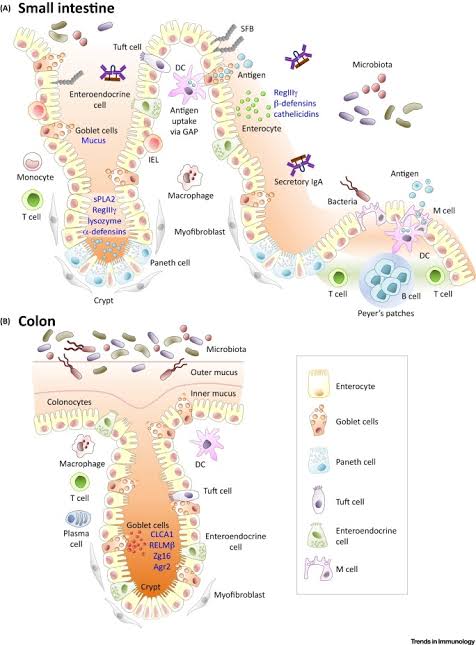 Large Intestine:

Absorptive Progenitor Stem Cells (A-PSCs; colonocytes))

Goblet Progenitor Stem Cells (G-PSCs; secrete mucus)

Enteroendocrine Progenitor Stem Cells (EE-PSCs; secrete hormones))

Stem Progenitor Stem Cells (S-PSCs; for tissue regeneration)