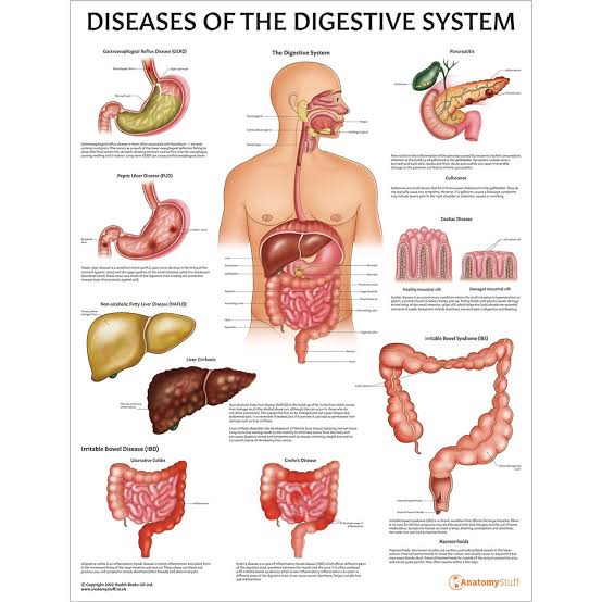 Diseases associated with the digestive system present significant challenges to global health, characterized by diverse prevalence rates, symptom severity, and economic burdens. 