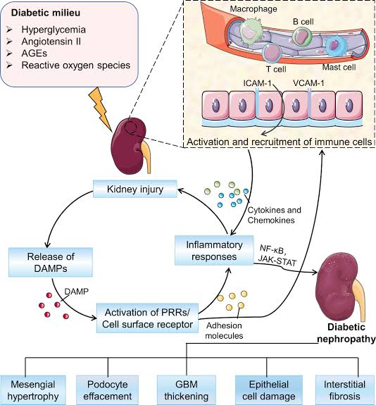 Diabetic Nephropathy (DN):

- DN represents the most common cause of CKD globally, affecting around 20-40% of individuals with diabetes.

- It significantly elevates the risk of end-stage renal disease (ESRD), cardiovascular complications, and premature mortality among diabetic patients.