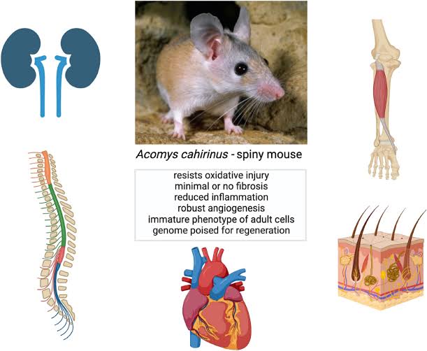 The spiny mouse's miraculous ability to regenerate kidney tissue unfolds through a process of scarless wound healing, characterized by the absence of fibrotic scarring—a hallmark of traditional wound healing in mammals. Instead, these remarkable rodents harness specialized cellular and molecular mechanisms to orchestrate the regeneration of damaged kidney tissue, restoring structural integrity and functional capacity without the detrimental effects of scarring.