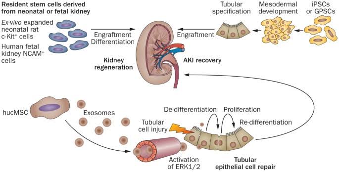 Revolutionizing Kidney Disease Treatment: Harnessing Cellular Therapy and Stem Cells for Kidneys and Renal Diseases with Progenitor Stem Cells for Regenerative Therapies at DrStemCellsThailand's Anti-Aging and Regenerative Medicine Center of Thailand