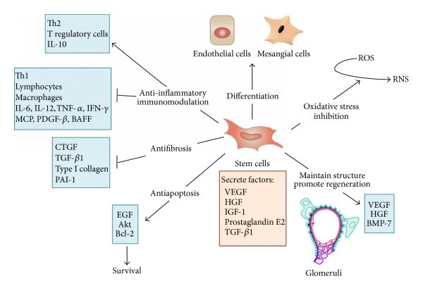 Glomerulonephritis (GN):

- GN encompasses a group of immune-mediated renal disorders characterized by inflammation and damage to the glomeruli.

- While Research and Clinical Trials into Cellular Therapy and Stem Cells for Kidneys and Renal Diseases for GN is still in its infancy, preclinical studies suggest that mesangial cell progenitor stem cells (MC-PSCs) and interstitial cell progenitor stem cells (IC-PSCs) may hold promise for attenuating glomerular injury and modulating immune responses in GN.

- Further research is needed to elucidate the mechanisms underlying the therapeutic effects of MC-PSCs and IC-PSCs in GN and to evaluate their safety and efficacy in clinical settings.