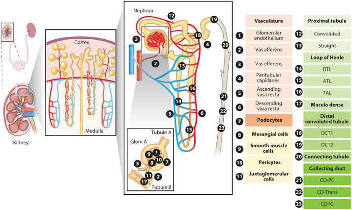 Main Cell Types in the Kidneys: A Comprehensive Overview Pre-Cellular Therapy and Stem Cells for Kidneys and Renal Diseases at  DrStemCellsThailand's Anti-Aging and Regenerative Medicine Center of Thailand