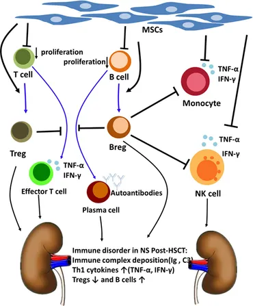 Nephrotic Syndrome (NS):

- NS is a kidney disorder characterized by excessive protein loss in the urine, resulting in edema, hypoalbuminemia, and hyperlipidemia.

- While Research and Clinical Trials into Cellular Therapy and Stem Cells for Kidneys and Renal Diseases such as NS is limited, preclinical studies suggest that renal interstitial fibroblast progenitor stem cells (RIF-PSCs) and other stem cell types may mitigate proteinuria and renal injury in NS animal models.

- Further investigation is warranted to elucidate the mechanisms underlying the therapeutic effects of RIF-PSCs and other Cellular Therapy and Stem Cells in NS and to evaluate their safety and efficacy in clinical trials.