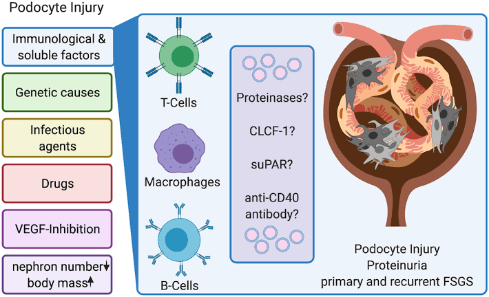 Familial Focal Segmental Glomerulosclerosis (fFSGS):

- Cellular Therapy and Stem Cells for Kidneys and Renal Diseases, including PC-PSCs and MC-PSCs, holds promise for restoring glomerular structure and function, reducing proteinuria, and delaying disease recurrence in familial FSGS patients, offering a novel approach for managing this challenging condition.