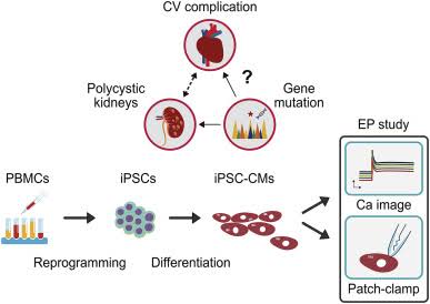 Polycystic Kidney Disease (PKD):

- Renal progenitor stem cells, such as IC-PSCs and PCEC-PSCs, are investigated for their potential to inhibit cystogenesis, attenuate renal cyst growth, and preserve renal function in PKD, providing a potential disease-modifying therapy for this genetic disorder.