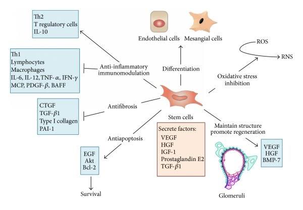 Glomerulonephritis (GN):

- Renal progenitor stem cells, including GEC-PSCs and JGC-PSCs, hold potential for restoring glomerular integrity, modulating immune responses, and preserving renal function in glomerulonephritis, representing a promising avenue for personalized treatment approaches.