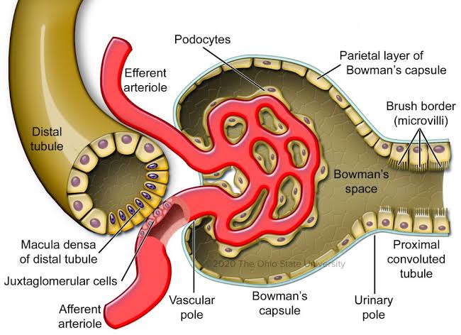 The kidneys are complex organs composed of various types of cells that work together to perform their functions, including filtration, reabsorption, secretion, and hormone production.