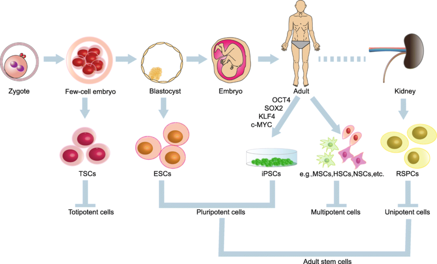 The potential applications of our Cellular Therapy and Stem Cells for Kidneys and Renal Diseases with renal progenitor cells (Renal PCs) at our DrStemCellsThailand's Anti-Aging and Regenerative Medicine Center of Thailand in combating kidney diseases are multifaceted and promising