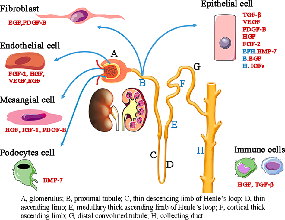 - Production of Growth Factors: These progenitor stem cells generate growth factors and cytokines essential for tissue repair, promoting healing processes while mitigating inflammation within the kidney microenvironment.