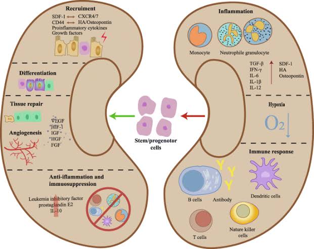 Understanding the Mechanisms of Cellular Therapy and Stem Cells for Kidneys and Renal Diseases with Various Renal Progenitor Stem Cells in Kidney Repair and Remodeling at our DrStemCellsThailand's Anti-Aging and Regenerative Medicine Center of Thailand