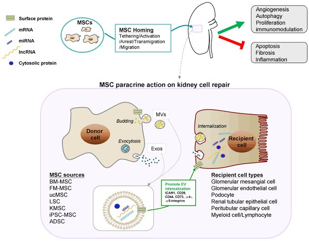 Exosome-Mediated Communication: Cellular Therapy and Stem Cells for Kidneys and Renal Diseases release extracellular vesicles, such as exosomes, containing bioactive molecules like microRNAs, proteins, and lipids. These exosomes facilitate intercellular communication by transferring genetic material and signaling molecules to neighboring cells, thereby promoting collaborative cellular responses and supporting renal tissue repair processes.